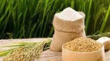 استقرار سعر أرز نانغ نهين عند 28000 دونغ فيتنامي للكيلو الواحد بالسوق